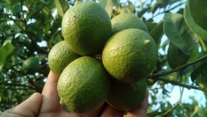 Organic Lemon (Limbu)