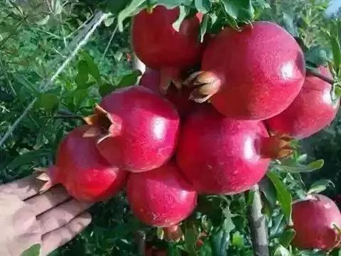 Organic Pomegranate