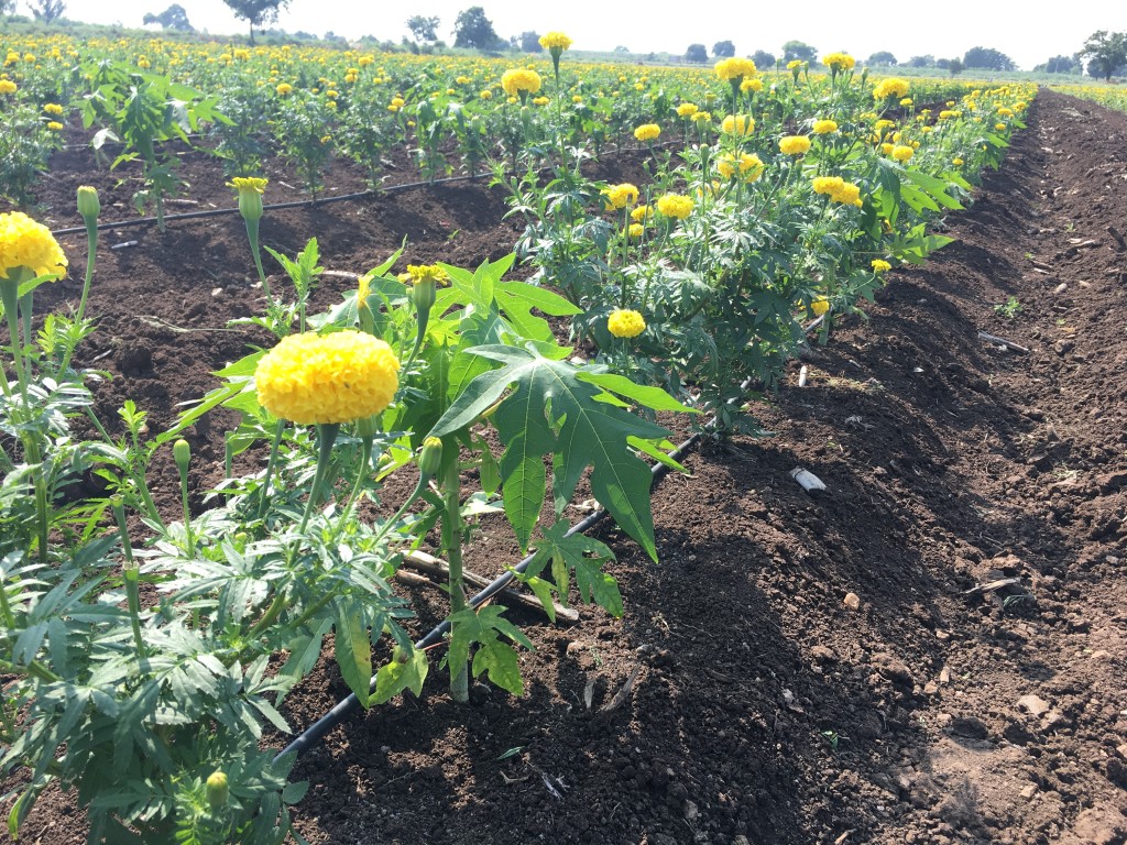 Marigold Drip Line